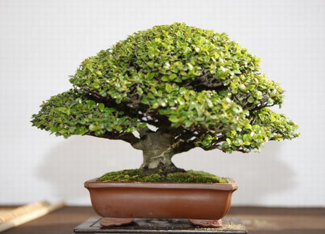  p data-id="gnvjrm5pnt">翠米茶又名米碎茶,米碎花,碎米茶,凹叶柃木