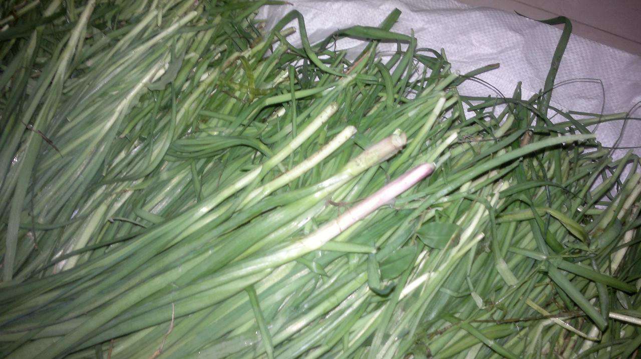  p>高寒水韭(学名: i>isoetes hypsophila  /i>hand. -mazz.