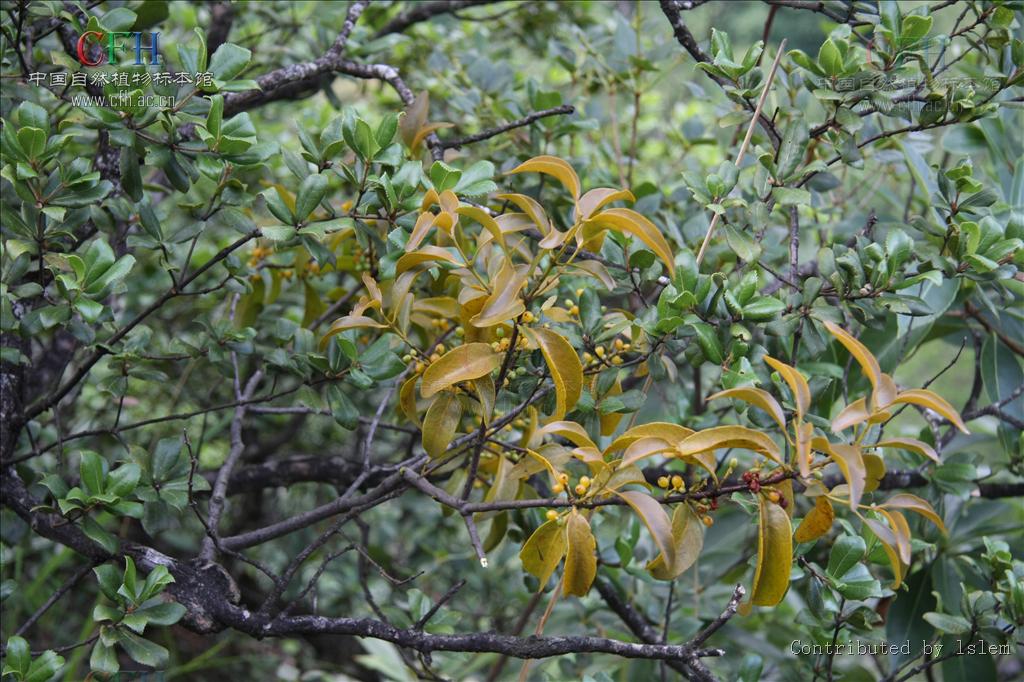 桑寄生属, a target="_blank" href="/item/桑寄生科/8706694" data