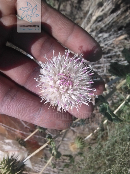  p>刺头菊属,一年生,二年生或多年生草本或半灌木.