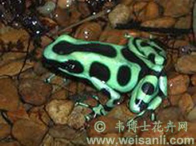  p>迷彩箭毒蛙,(学名 dendrobates auratus),体长25-40mm的地栖型蛙.