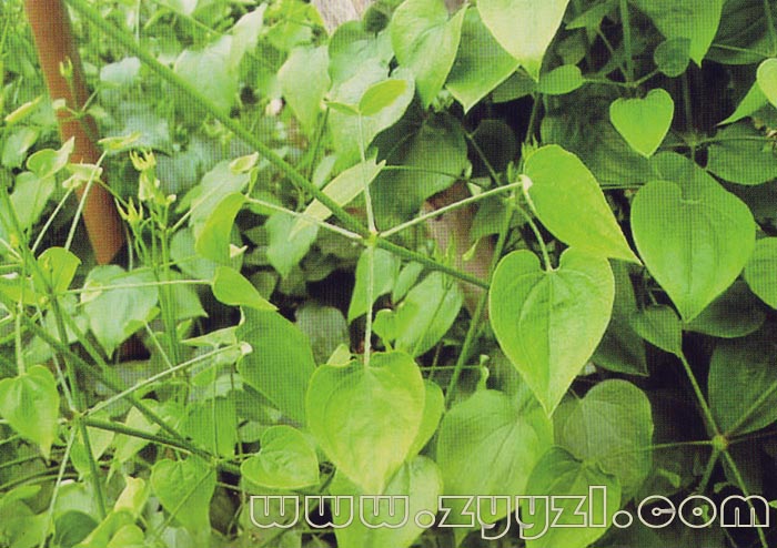  p>为我国所特有的龙胆目,茜草科, a target="_blank" href="/item