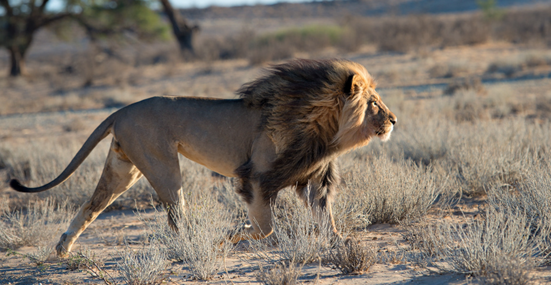 > a href="#" data-lemmaid="10497291">加丹加狮 /a>,又称卡拉哈里狮