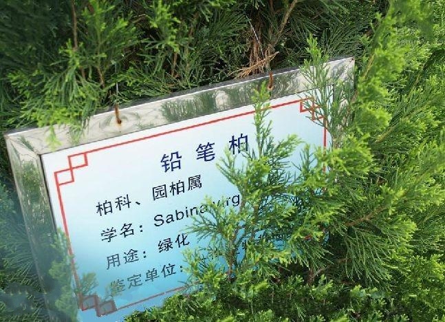 铅笔柏种源sa01(qianbibaizhongyuan)是一种<a