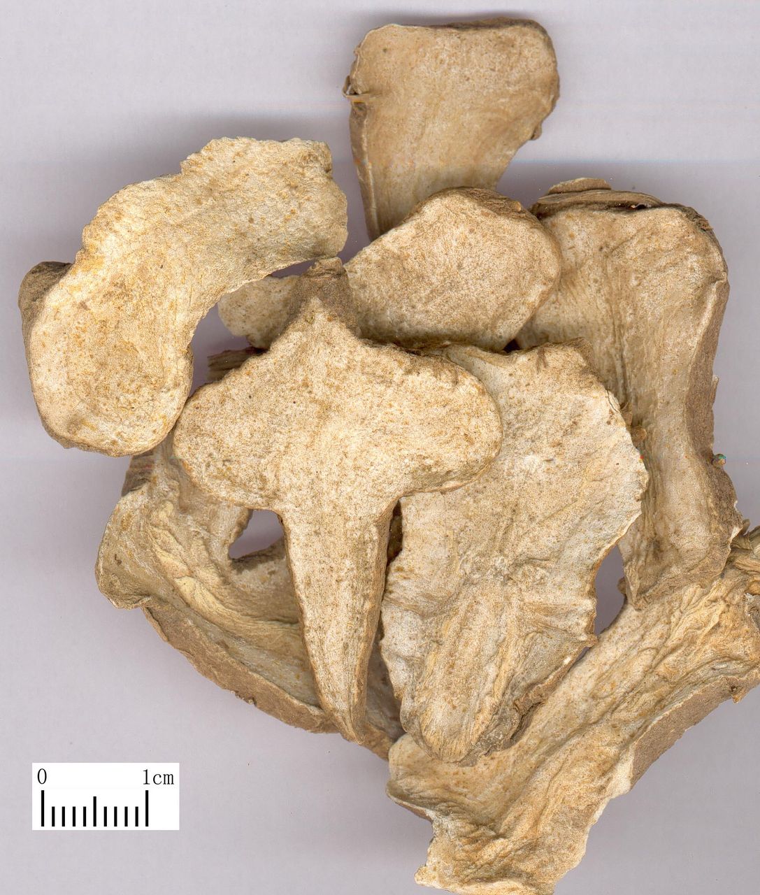  /i>),玄参科 a target="_blank" href="/item/地黄属">地黄属 /a>