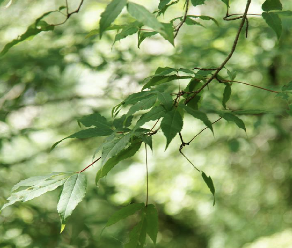  p>东北槭(学名: i>acer mandshuricum /i> maxim.