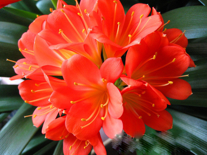 大花重瓣君子兰