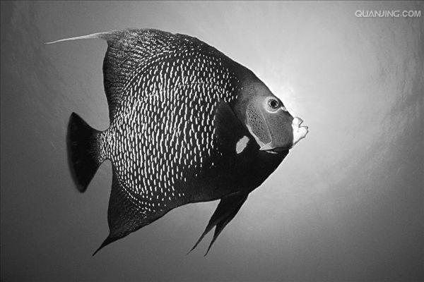  p>法国神仙鱼所属棘蝶鱼科,分布于加勒比海,太平洋珊瑚礁海域.