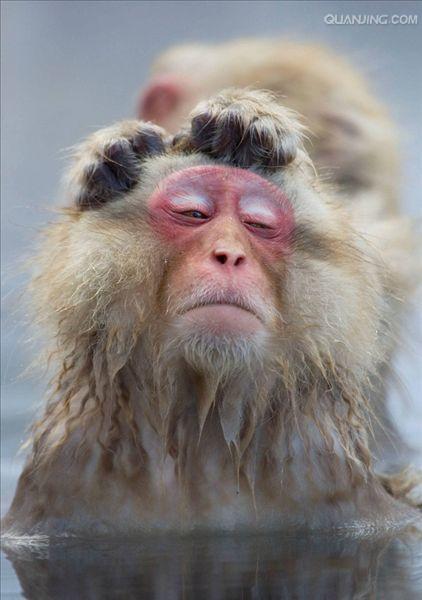  p> a href="#" data-lemmaid="111617">日本 /a>猕猴(学名: i>macaca