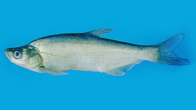  p>红鳍鲌(学名: i>chanodichthys erythropteru /i>s)是鲤科,鲌属的