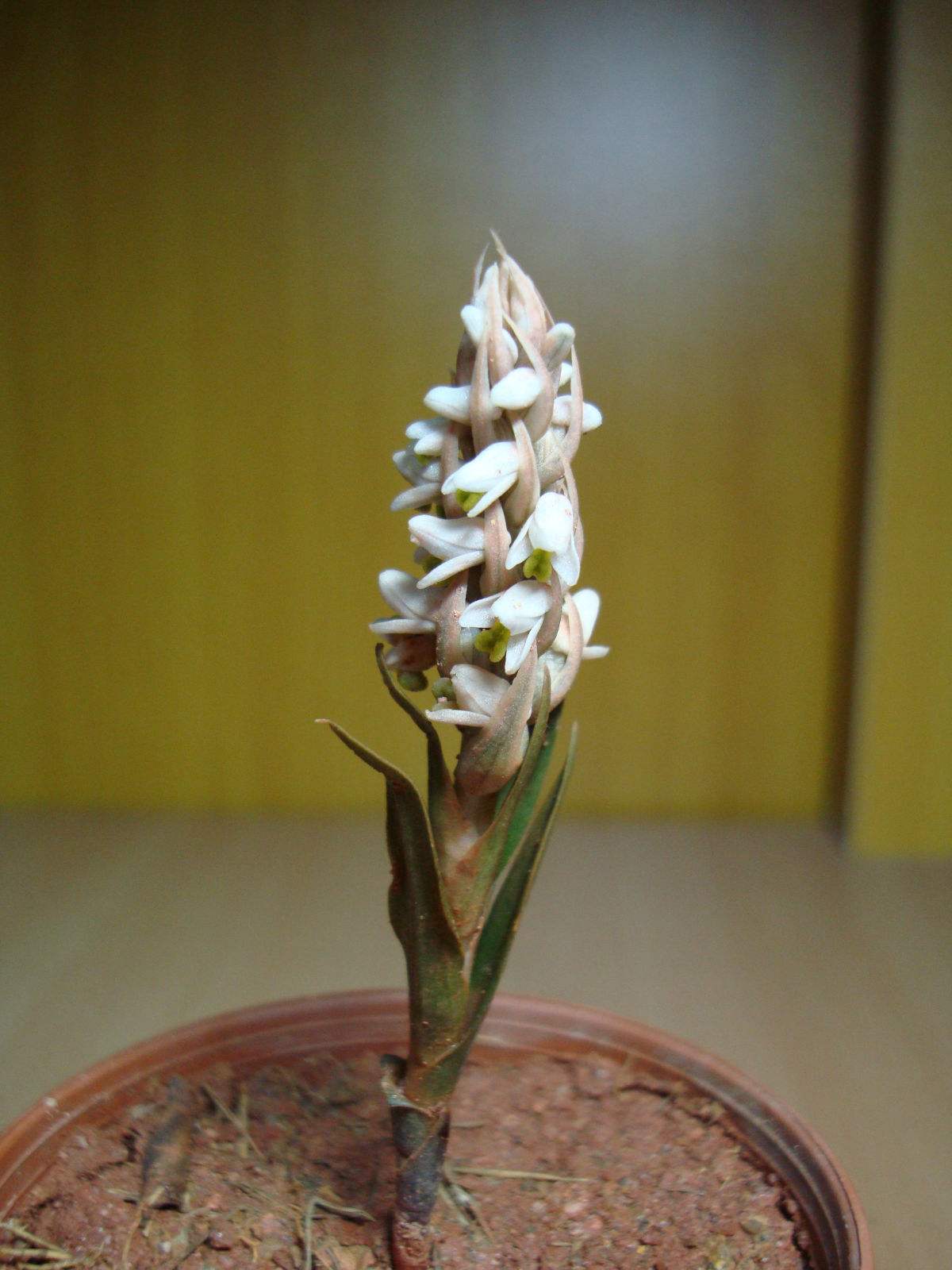  p>线柱兰(学名: i>zeuxine strateumatica /i> (l.) schltr.