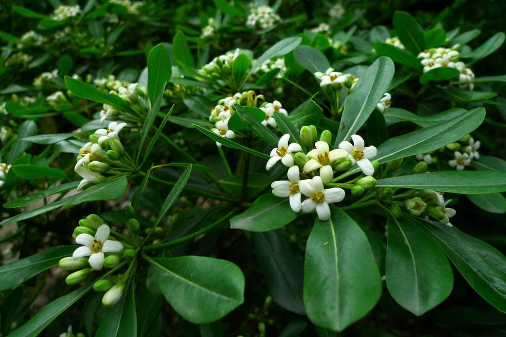  p>荚蒾叶海桐,常绿灌木,嫩枝粗壮,灰褐色,有横裂皮孔.