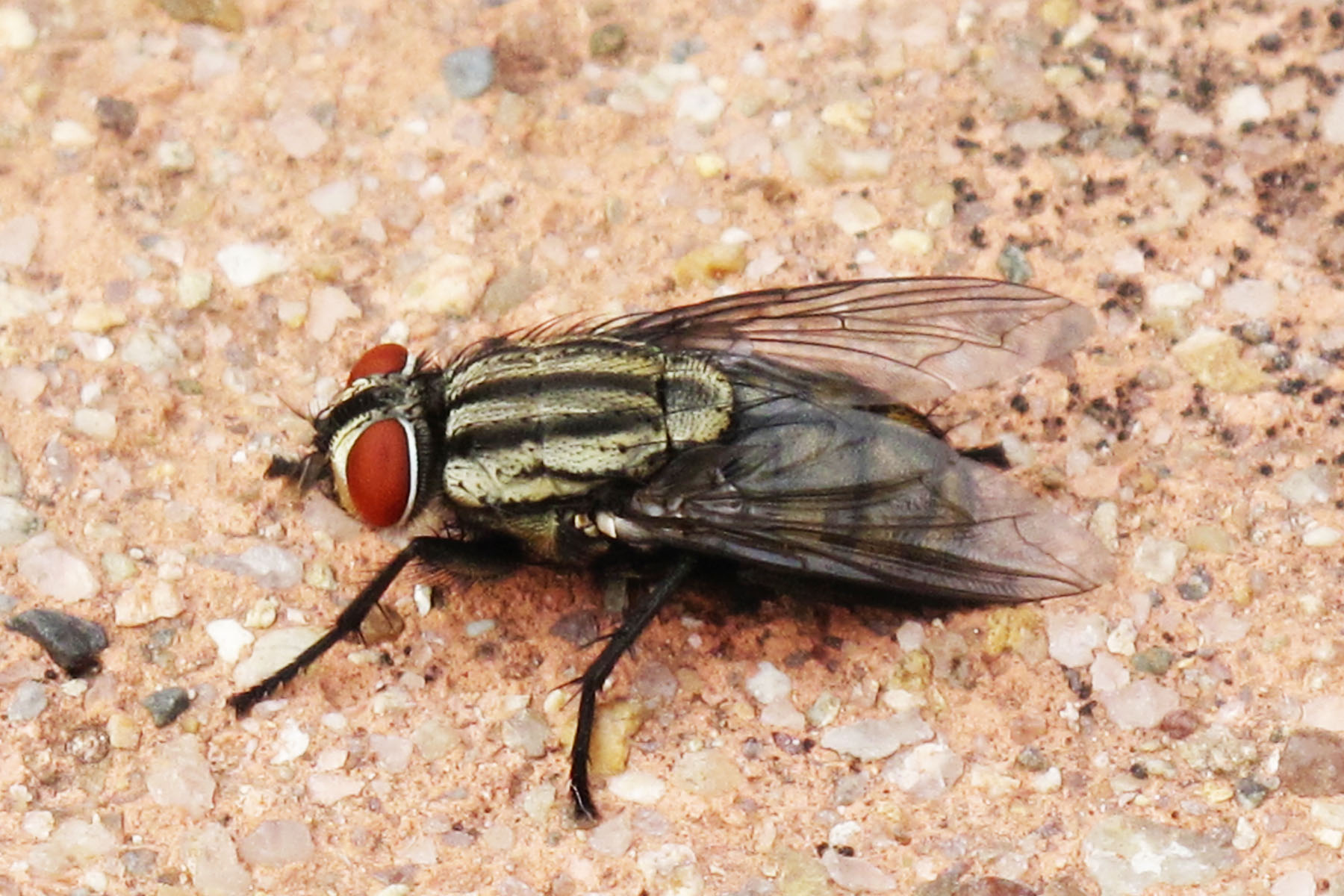  /a>(mandibulata), a href="#" data-lemmaid="1622302">昆虫纲 /a>