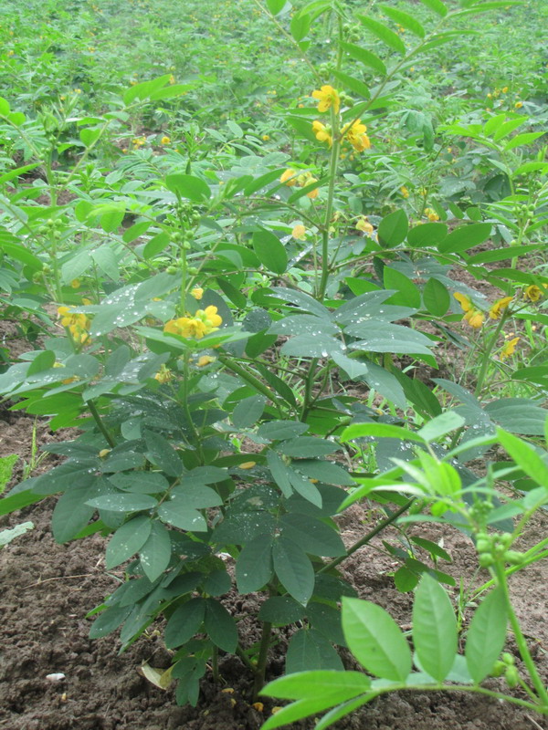  p>草本 a href="#" data-lemmaid="29518">咖啡 /a>原是长年伴在