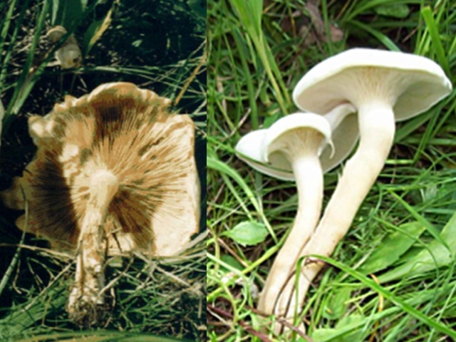  p>白香蘑(lepista caespitosa),气味浓香,鲜美可口,与口蘑相比美.