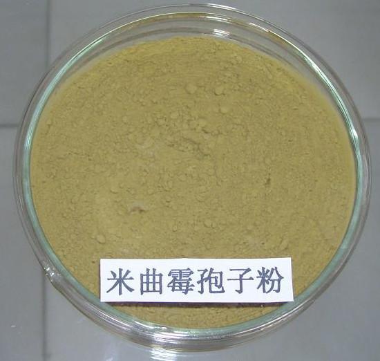 米曲霉