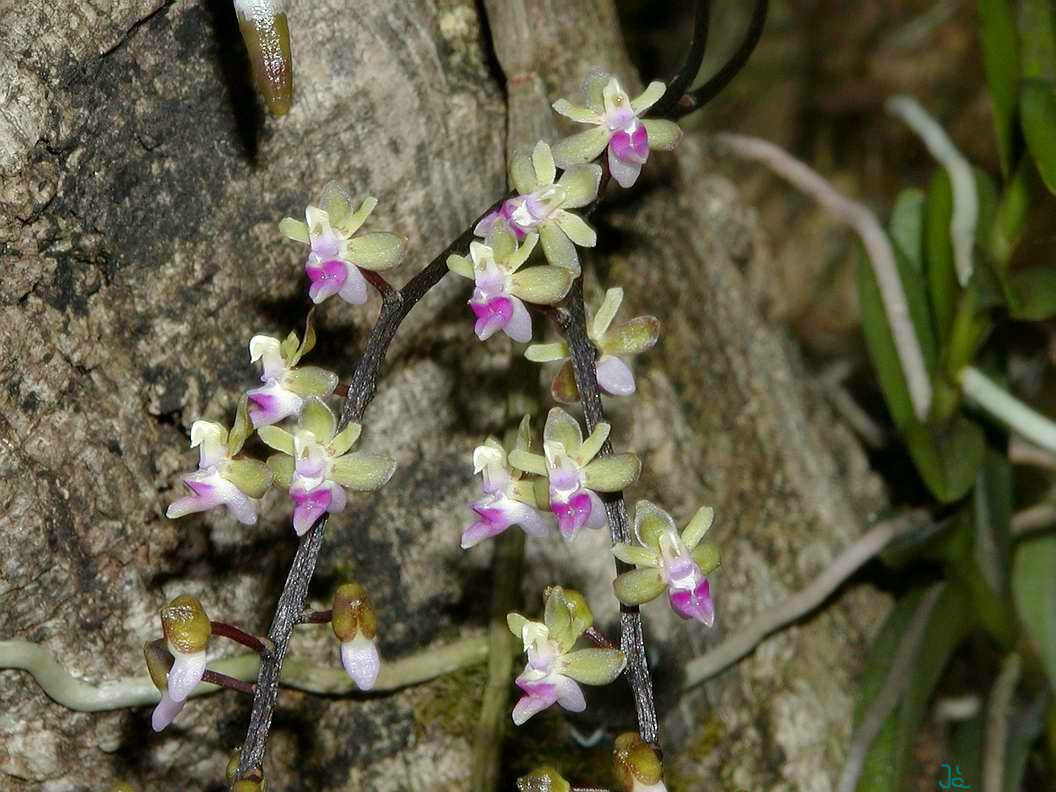  p>尖喙隔距兰(学名: i>cleisostoma rostratum /i> (lodd.