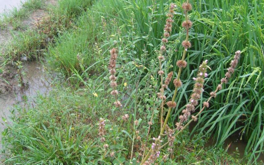 leonurus panzerioides popov