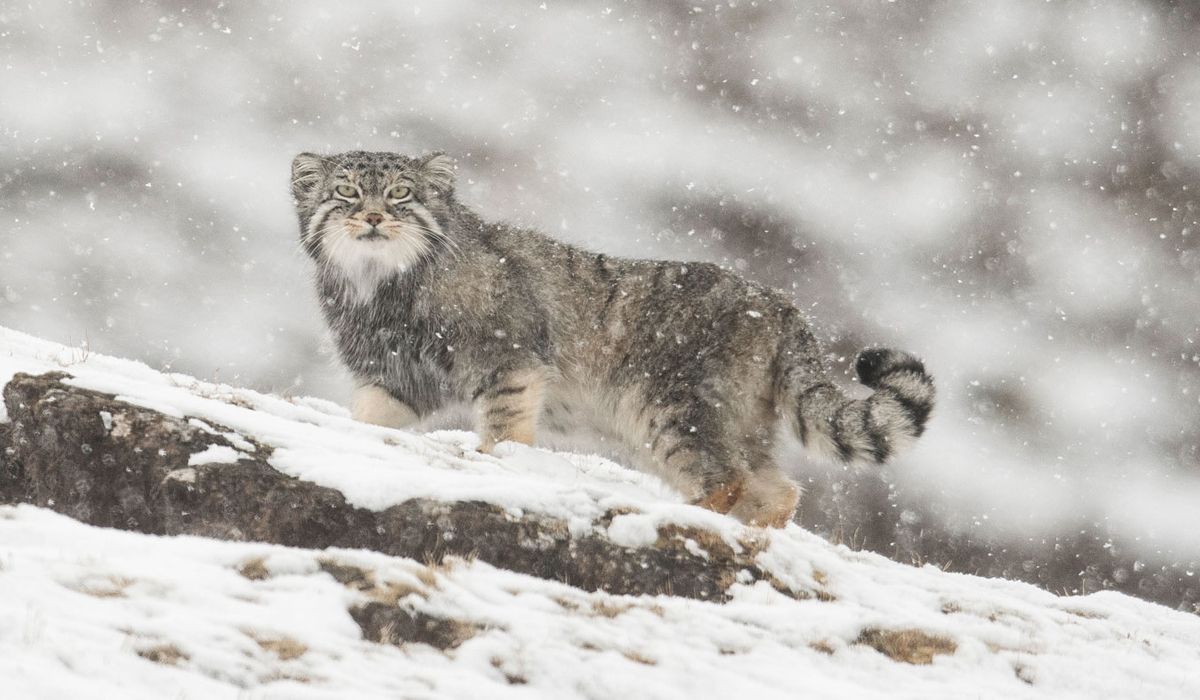 小型猫科动物里的猛兽：浅谈兔狲的生活习性及其生态作用_百科TA说