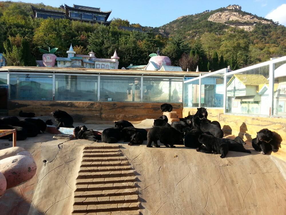 青岛熊牧场