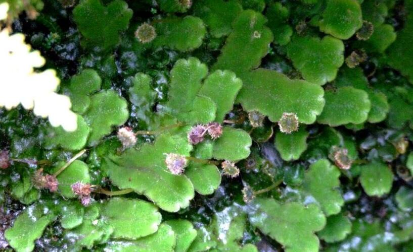  a target="_blank" href="/item/角苔纲">角苔纲 /a>的一个下级分类