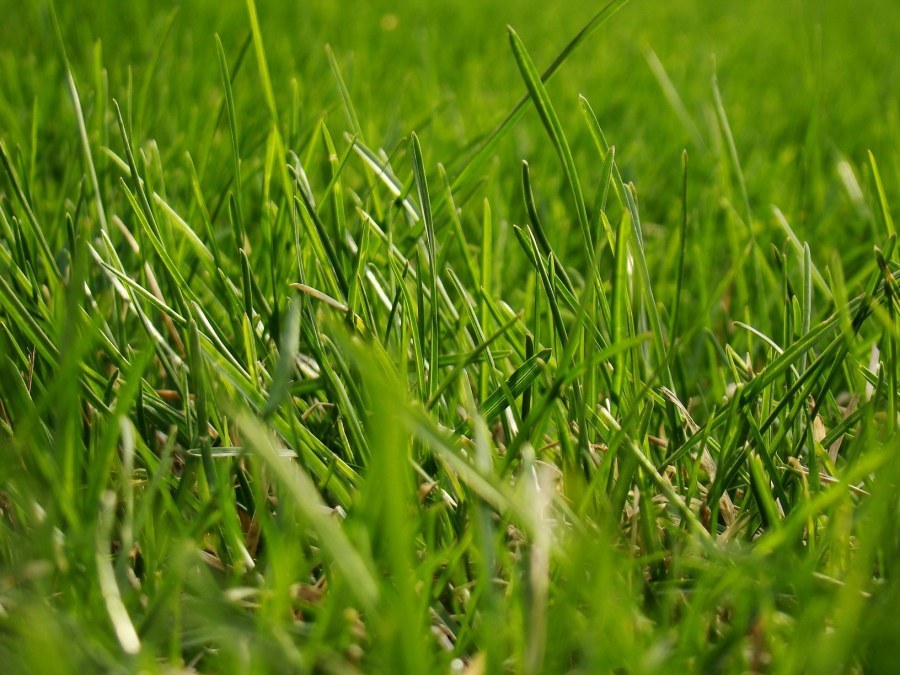 zoysia matrella (l. ) merr.