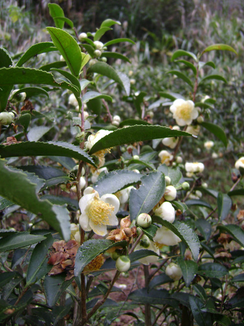  p data-id="gnb0i9n9pm">福建菜茶,主要包括 