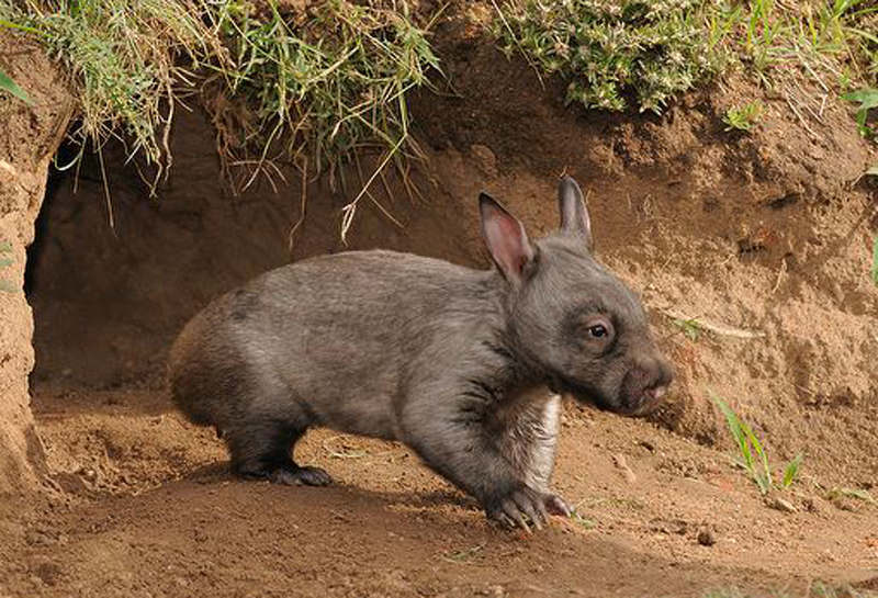 southern hairy-nosed wombat