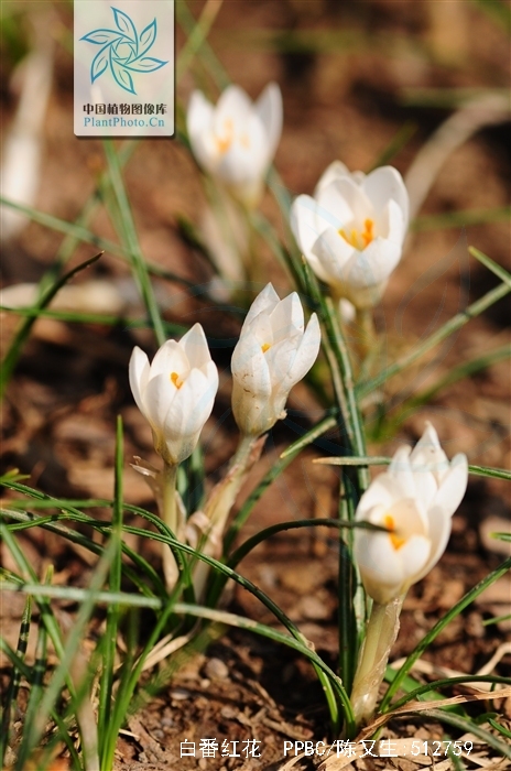 白番红花