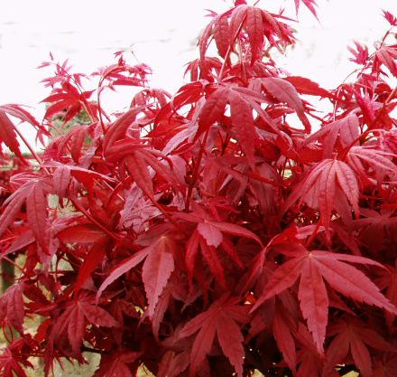  p>日本红枫(学名: i> i> i>acer /i>  i>palma /i> i>tum /i>  /i> 