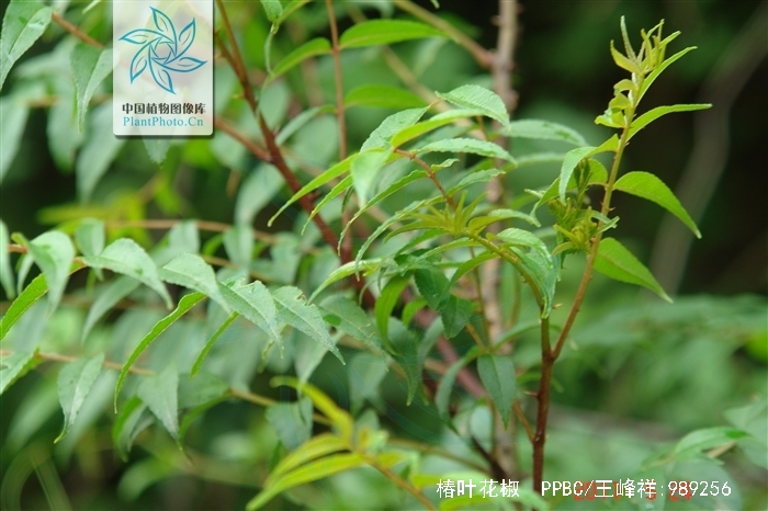  p>椿叶花椒(学名: i>zanthoxylum ailanthoides /i> sieb. et. zucc.