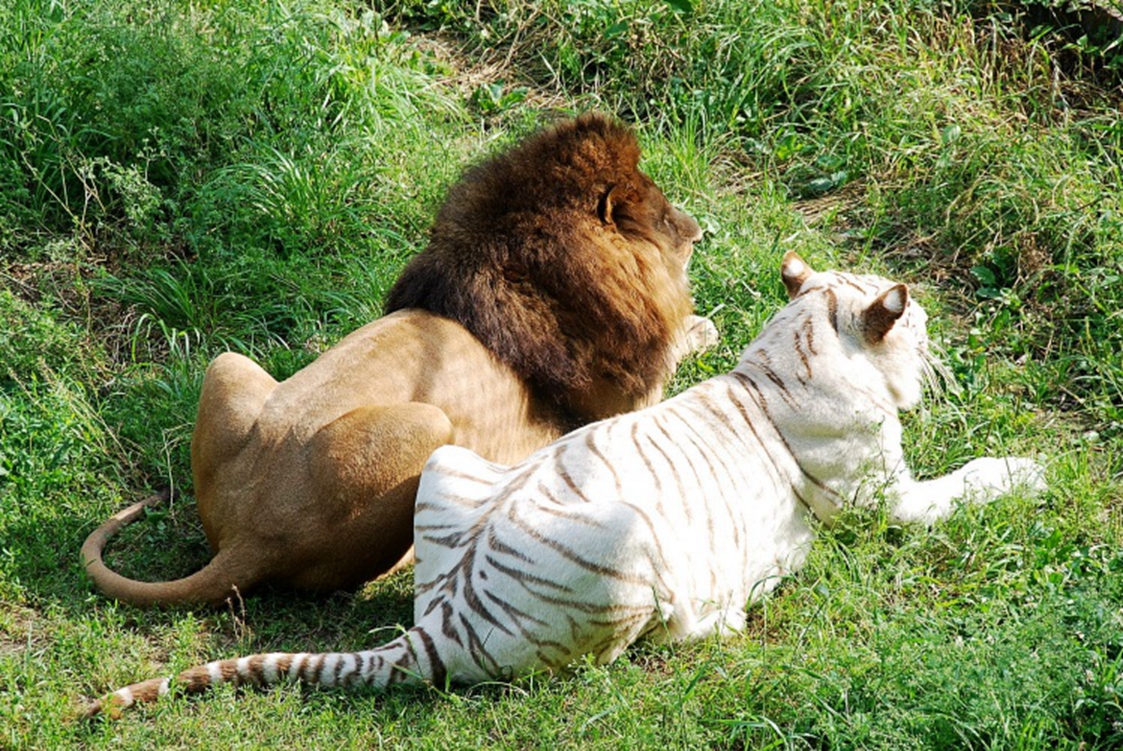  p> b>狮虎兽 /b>( a target="_blank" href="/item/学名/8074290"