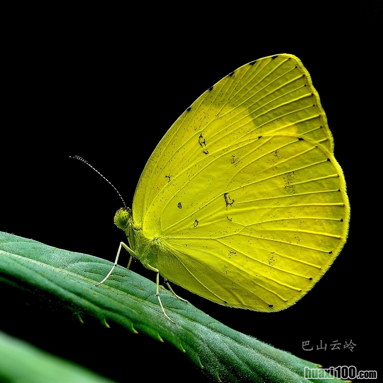  p>宽边黄粉蝶,eurema hecabe,是粉蝶科中的一种,分布广泛.
