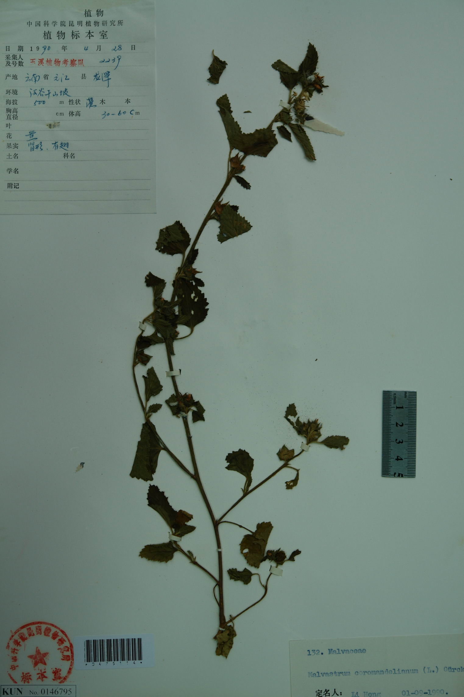  p>赛葵(拉丁学名:  i>malvastrum coromandelianum /i> (l.