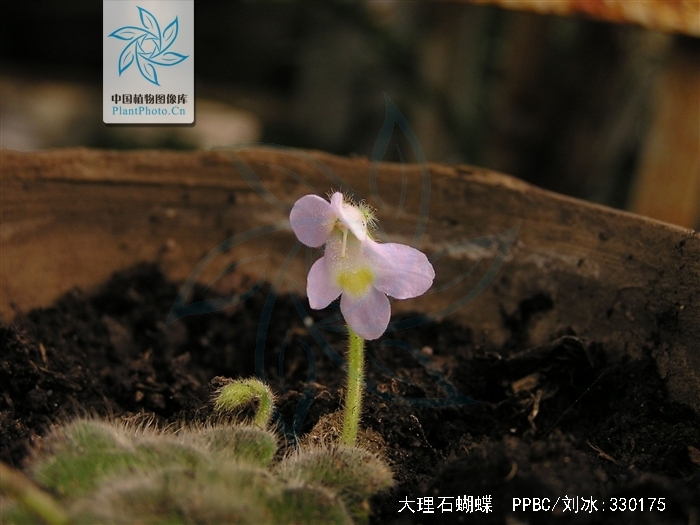 大理石蝴蝶