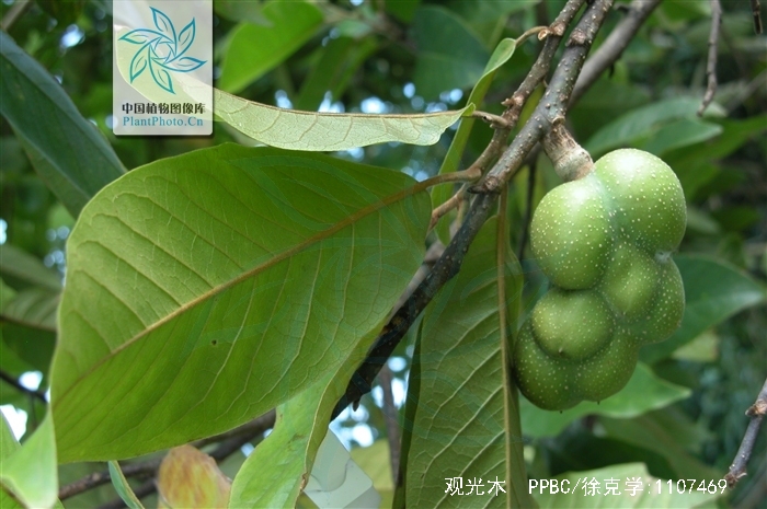  p>观光木(学名:michelia odora (chun)noot. et b. l.