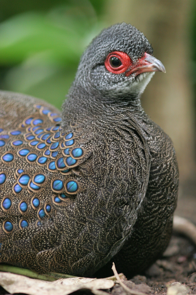  p>眼斑孔雀雉(polyplectron germaini),中等身形的雉.