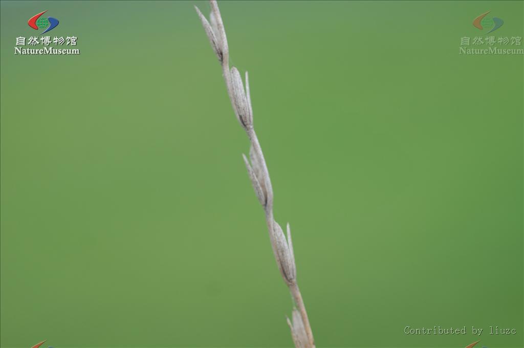  p>鹅观草属(学名: i>roegneria /i> c. koch.