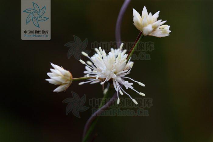 灯心草/11067954" data-lemmaid="11067954">雅灯心草 /a>,灯芯草目 a