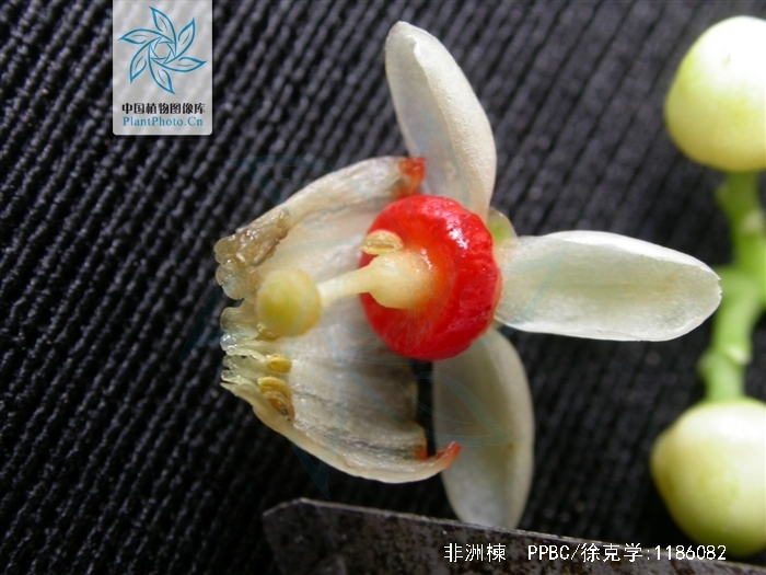  p>非洲楝(学名: i>khaya senegalensis /i> (desr.) a. juss.