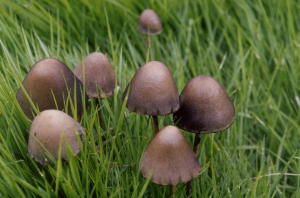  p> a href="#">河南 /a>地花菌是隶属于 a href="#" data-lemmaid="