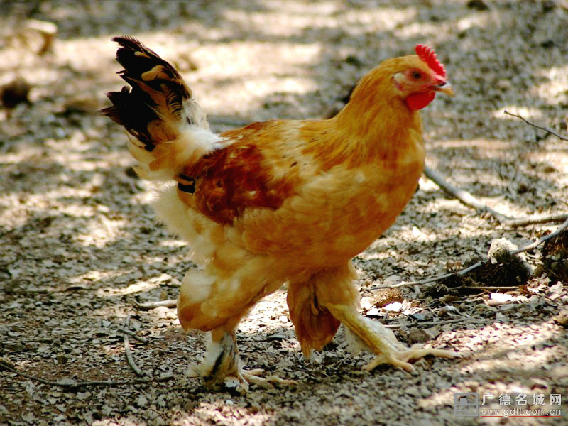 广德毛腿鸡
