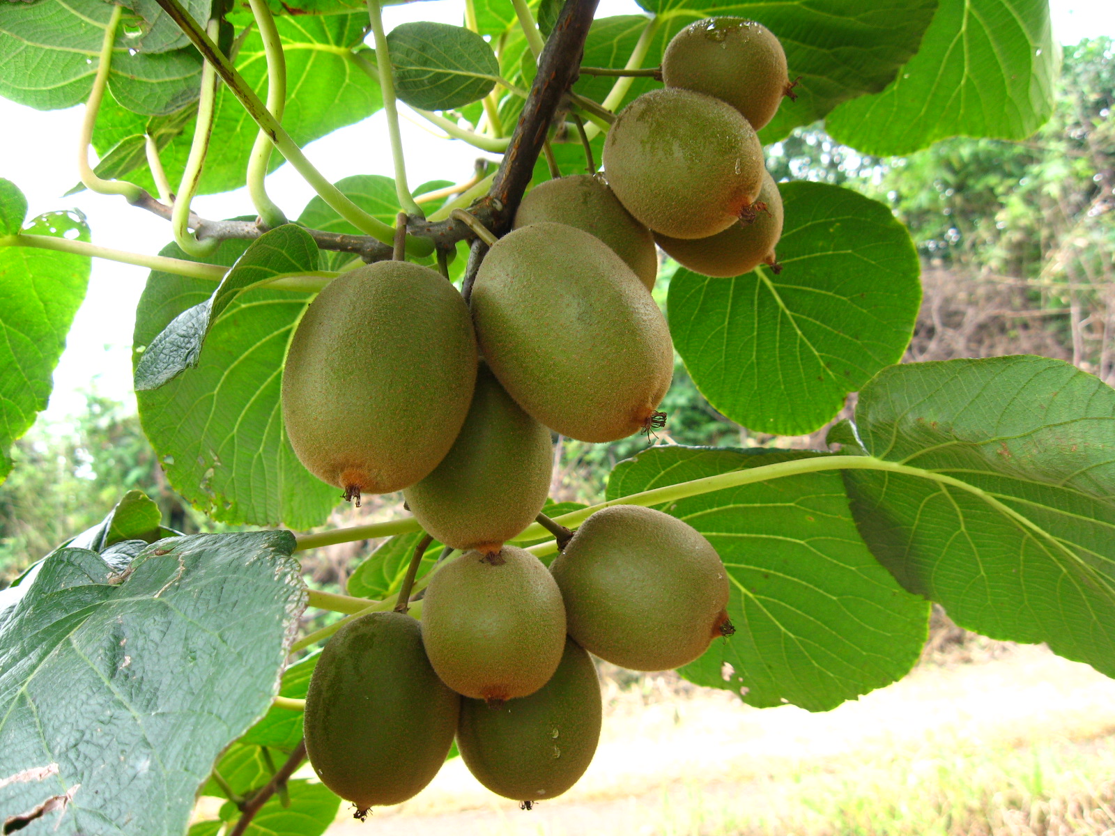 树茶叶研究所育成,属于 a target="_blank" href="/item/中华猕猴桃