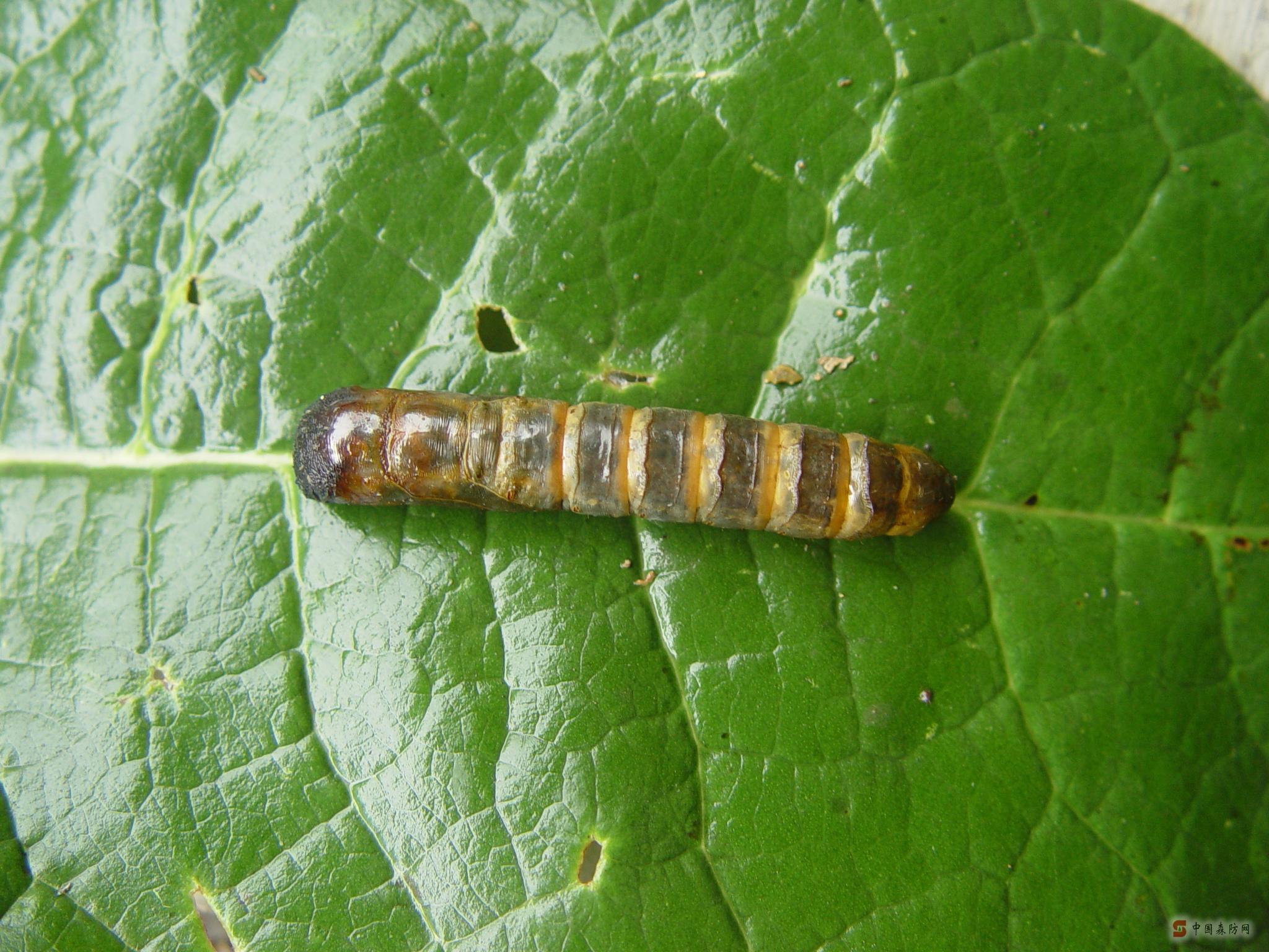  p>柳蝙蛾, i>phassus excrescens /i> (butler,1877),为 a href="#">