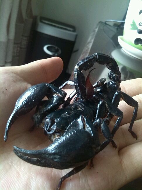 马来西亚雨林蝎