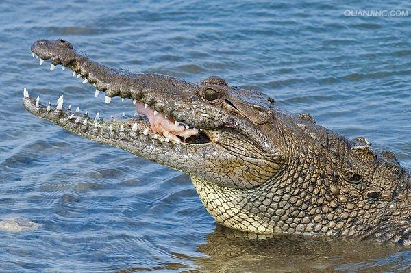estuarine crocodile