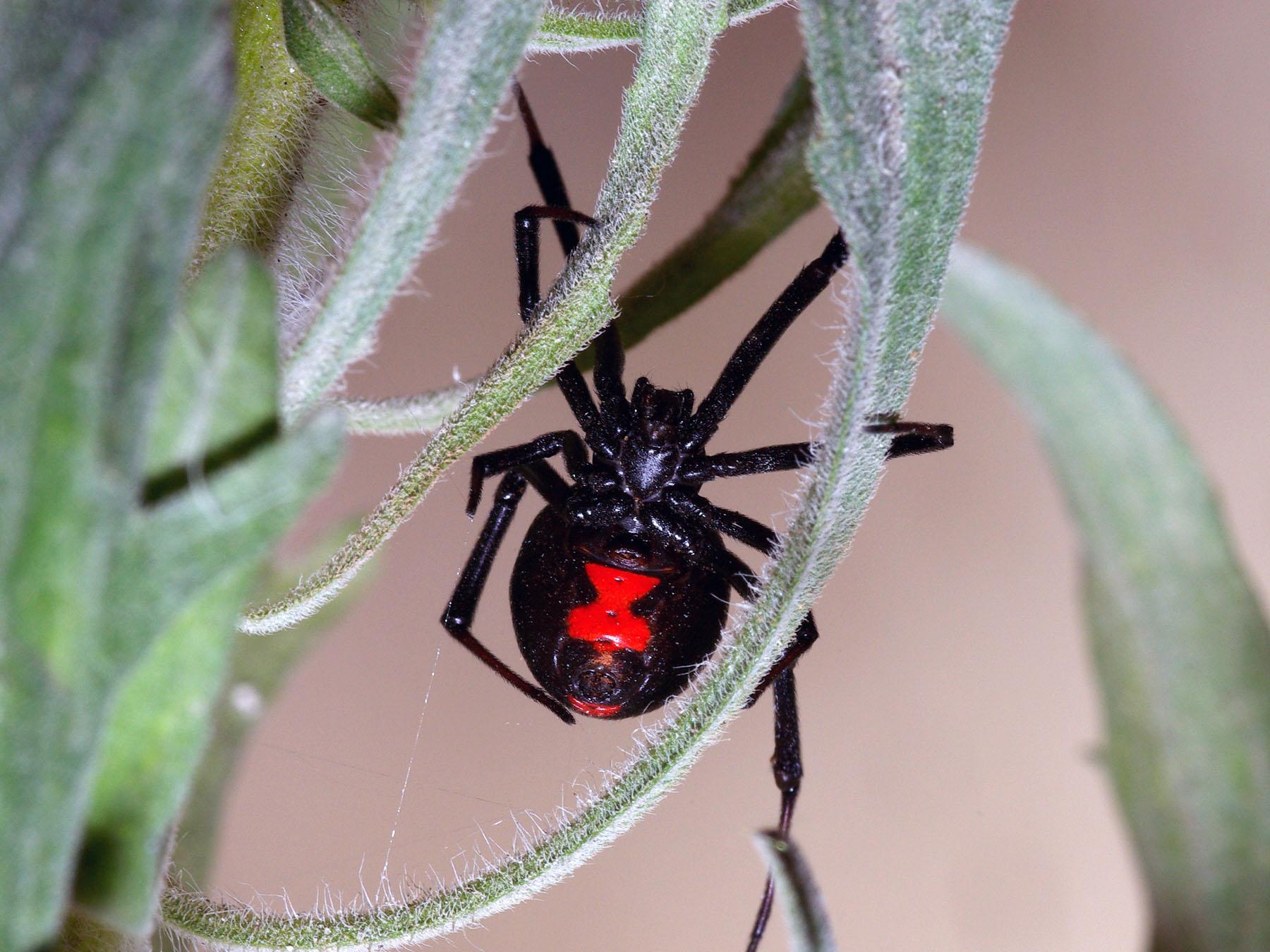 澳大利亚红背蜘蛛