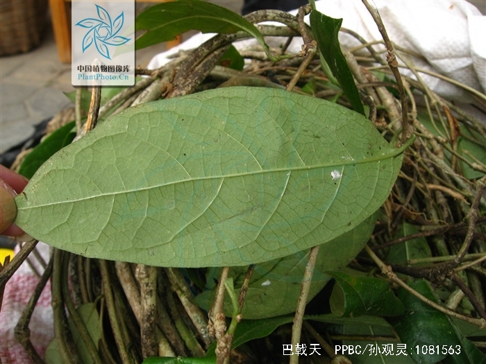  /i>how),为 a target="_blank" href="/item/双子叶植物纲/229183"