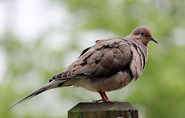 american mourning dove