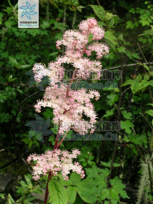 羽叶鬼灯檠 百度百科